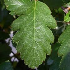 Attēlu rezultāti vaicājumam “Sorbus intermedia leaf”