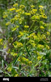 Attēlu rezultāti vaicājumam “Euphorbia virgata flower”