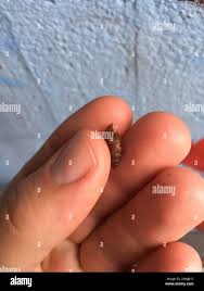 Attēlu rezultāti vaicājumam “Ena montana”