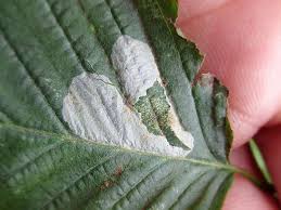 Attēlu rezultāti vaicājumam “Phyllonorycter sp.”