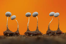 Attēlu rezultāti vaicājumam “Physarum viride macro”