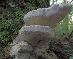 Attēlu rezultāti vaicājumam “Aurantiporus fissilis”