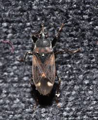Attēlu rezultāti vaicājumam “Eremocoris plebejus”