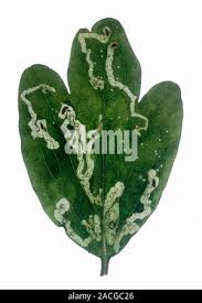 Attēlu rezultāti vaicājumam “Phytomyza minuscula”