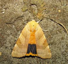 Attēlu rezultāti vaicājumam “Noctua fimbriata larva”