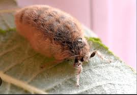 Attēlu rezultāti vaicājumam “Orgyia antiqua”