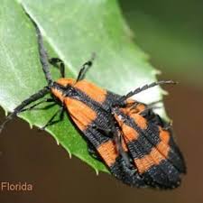 Attēlu rezultāti vaicājumam “Lycidae”