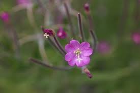 Attēlu rezultāti vaicājumam “Epilobium parviflorum”