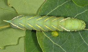 Attēlu rezultāti vaicājumam “Laothoe amurensis”