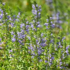 Image result for Dracocephalum moldavicum