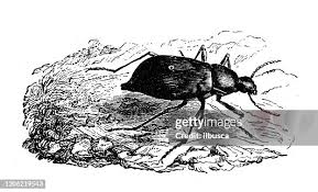 Attēlu rezultāti vaicājumam “Blaps mortisaga”