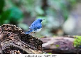 Image result for Luscinia cyane