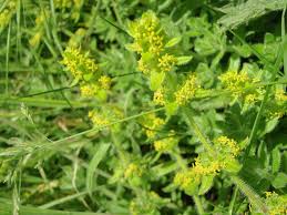 Attēlu rezultāti vaicājumam “Erophila verna leaf”