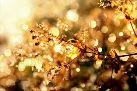 Image result for bokeh