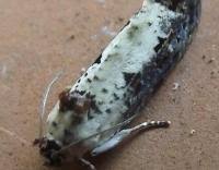 Attēlu rezultāti vaicājumam “Hedya salicella”