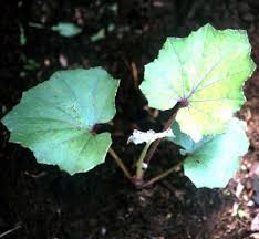 Attēlu rezultāti vaicājumam “Tussilago farfara leaf”