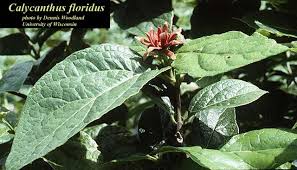 Attēlu rezultāti vaicājumam “Calycanthus floridus”