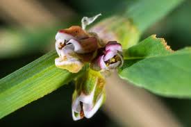 Attēlu rezultāti vaicājumam “Polygonum aviculare flower”