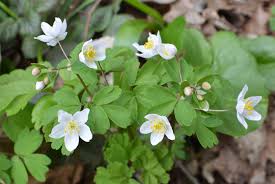 Attēlu rezultāti vaicājumam “Isopyrum thalictroides flower”