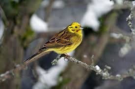 Attēlu rezultāti vaicājumam “Emberiza citrinella juvenile”