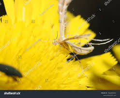 Attēlu rezultāti vaicājumam “Gillmeria pallidactyla”