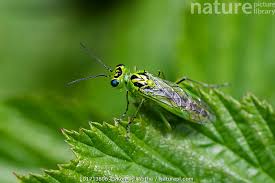 Attēlu rezultāti vaicājumam “Rhogogaster viridis”