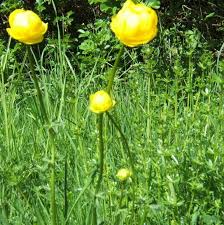Image result for Trollblume