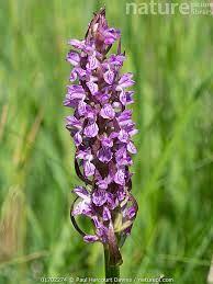 Attēlu rezultāti vaicājumam “Dactylorhiza incarnata flower”