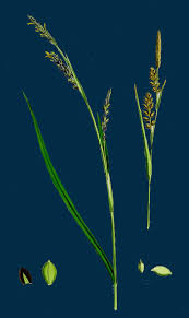 Attēlu rezultāti vaicājumam “Carex panicea”