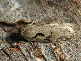 Attēlu rezultāti vaicājumam “Semioscopis steinkellneriana”