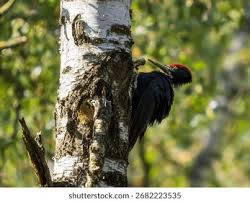 Attēlu rezultāti vaicājumam “Dryocopus martius”