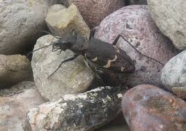 Attēlu rezultāti vaicājumam “Cicindela sylvatica”