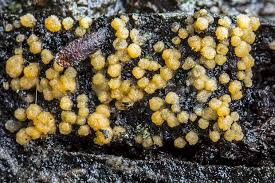 Attēlu rezultāti vaicājumam “Bactridium flavum”