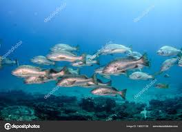 Image result for Lutjanus novemfasciatus