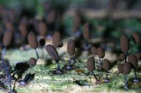 Attēlu rezultāti vaicājumam “Comatricha fragilis macro”