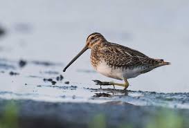 Attēlu rezultāti vaicājumam “Gallinago gallinago”