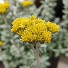 Image result for Helichrysum lindleyii