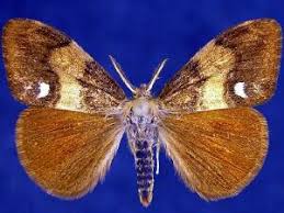 Attēlu rezultāti vaicājumam “Orgyia antiqua”