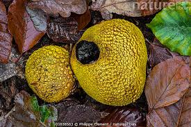 Attēlu rezultāti vaicājumam “Scleroderma citrinum”