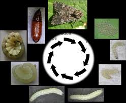 Attēlu rezultāti vaicājumam “Mamestra brassicae”