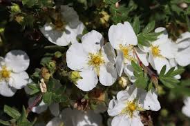 Attēlu rezultāti vaicājumam “Potentilla alba”