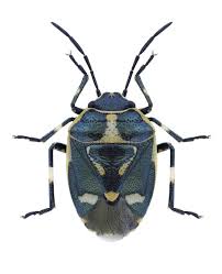 Attēlu rezultāti vaicājumam “Eurydema oleracea”