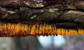 Attēlu rezultāti vaicājumam “Badhamia versicolor”