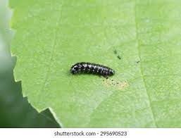 Attēlu rezultāti vaicājumam “Abraxas sylvata larva”