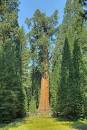 Evergreen Tree Species