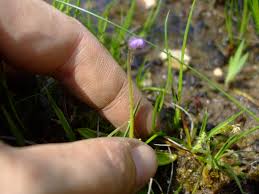 Attēlu rezultāti vaicājumam “Pinguicula vulgaris leaf”