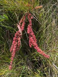 Attēlu rezultāti vaicājumam “Rumex aquaticus bud”