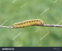 Attēlu rezultāti vaicājumam “Lasiocampa trifolii”