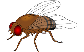 Attēlu rezultāti vaicājumam “Drosophila melanogaster”