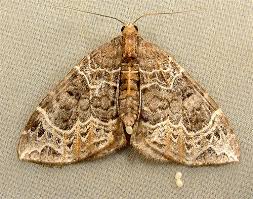 Attēlu rezultāti vaicājumam “Ecliptopera silaceata”